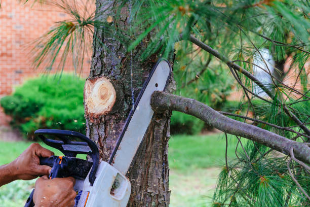 Why Choose Our Tree Removal Services in Kure Beach, NC?